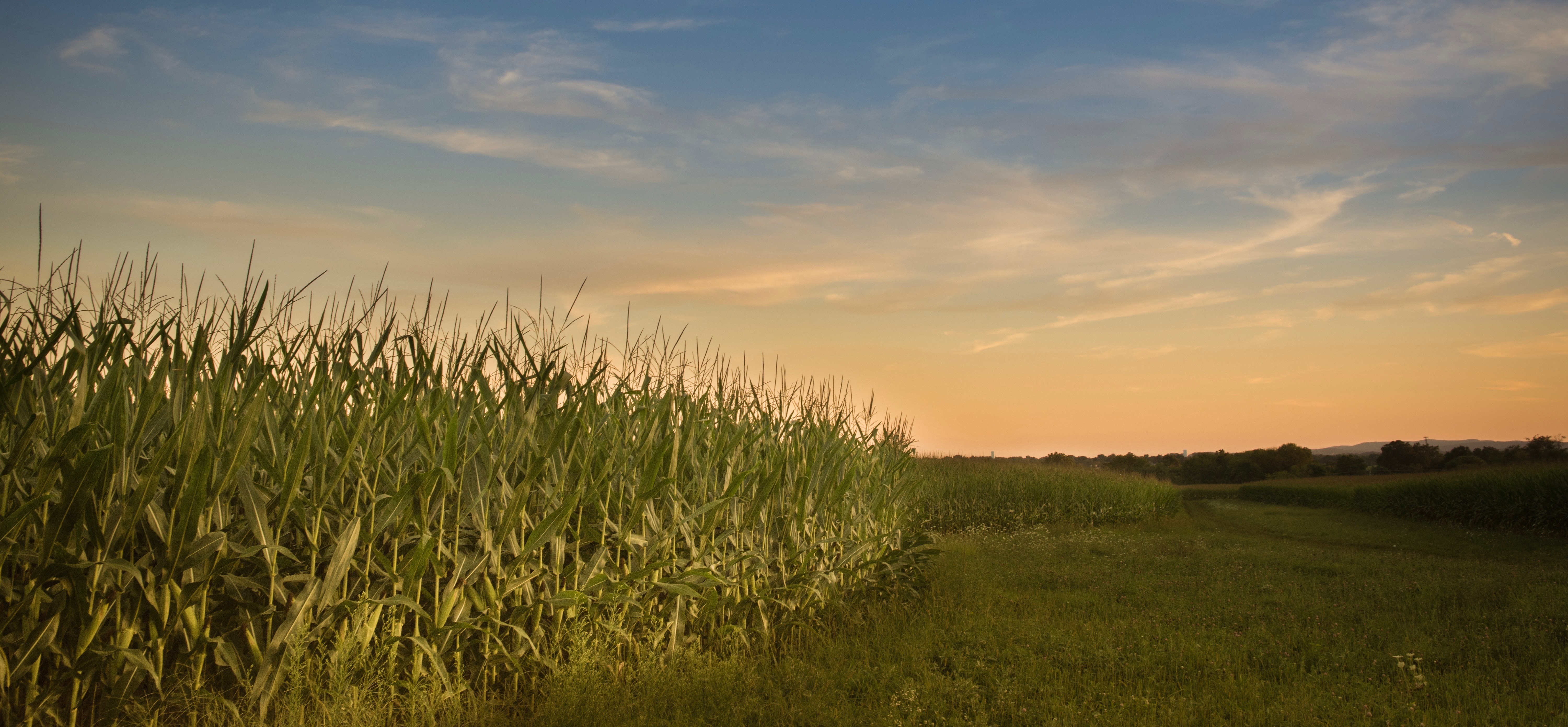 Farm landscape
